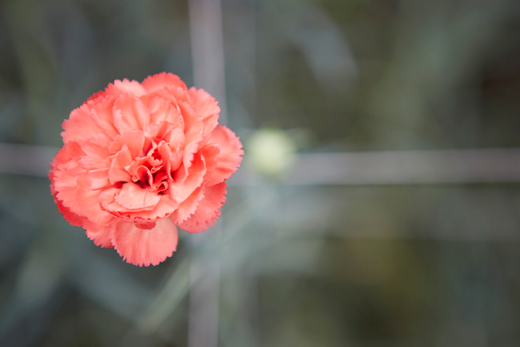 PACT Flower